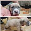 12 XL American Bully Pups *Bossy bloodline* exotic/deluxe/designer bullies