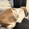 HOLLAND LOP FEMALE