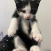 Beautiful Kitten litter available 2boys 