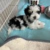 Morkie  puppy  gorgeous baby face you ever did see