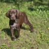 German Shorthair Pointer Puppies (GSP) For Sale