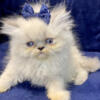 Persian kittens for sale  khloeskittens.com