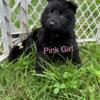 German Shepherd Female Puppy