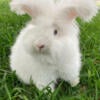 English Angora Rabbits 