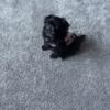 Beautiful baby Shih Tzu for sale