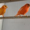 Red factor canary pair 