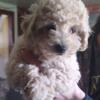 Litter Ready (male and female ) Toy Poodle