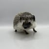 Baby Hedgehog Reduced Price  $175