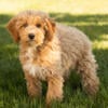 AKC Mini Poodle female puppy in Indiana