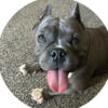 FREE 2 Yr Old Female American Bully