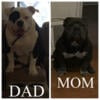 American bully’s pocket size.