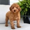 Mac Male Toy Poodle ( Puppies By Design )