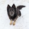 Female German Shepherd (Blue Med/Long haired)