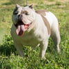 Adult Female American bully