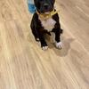 Pitbull Puppy