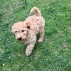 Cavapoo puppies in White Lake