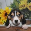 Adorable Beagle Puppies