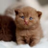 Rare Chocolate British Shorthair Kittens