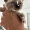 Bengal Himalayan mix make kitten ready to go! White one pending