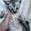 Savannah cats and kittens available now