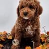 Akc Mini Poodle boy Moonshine