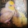 Parrotlet Pair and 4 fertile eggs