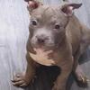 American Bully Puppies #7