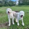 Goldendoodle puppies new litter soon