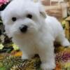 Clever Maltese Puppies for Sale