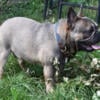 9 months French Bulldog Fawn Male