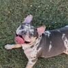 Female French bulldog for sale