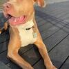 GORGEOUS AMERICAN BULLY