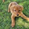 Fox Red  labs for sale