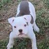 Bulldog pup