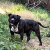 BLACK BRINDLE TICKED AMERICAN BULLY OPEN FOR STUD