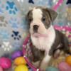 Old English Bulldog available now