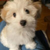 AKC Embark DNA tested Coton De Tulear Puppies