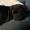 Male cane corso puppy