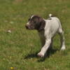 German Shorthaired Pointer Puppies