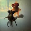 Black Moor Goldfish 