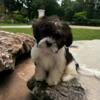 Havatzu puppies (havanese shih tzu)