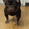 Micro French bulldog  chocolate tri