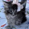 Mainecoon kittens male and females.