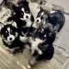 AKC SIBERIAN HUSKY PUPPIES (WE ARE LICENSED & USDA INSP) SERVING NEW ENGLAND