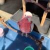 Rose breasted cockatoo