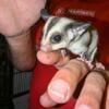 Female Sugar Glider Available