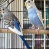 American Parakeet Babies