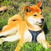 Shiba Inus - Adults - For Sale - Beautiful - Varied Colors