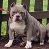 Pocket Bully available