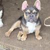 French bulldog